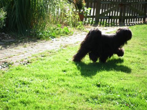 Tibet Terrier vom verlorenen Tal, Mo hat es eilig