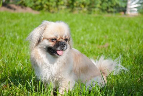 Tibet Spaniel Hündin Elysa in unserem Garten im Frühjahr 2012 in Behrensen vom Lachmann Hof