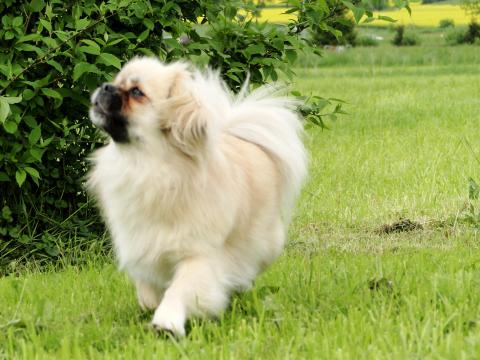 Tibet Spaniel Anshing Sun Elysa vom Lachmann Hof in Behrensen/Niedersachsen