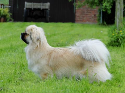 Tibet Spaniel Anshing Sun Elysa vom Lachmann Hof