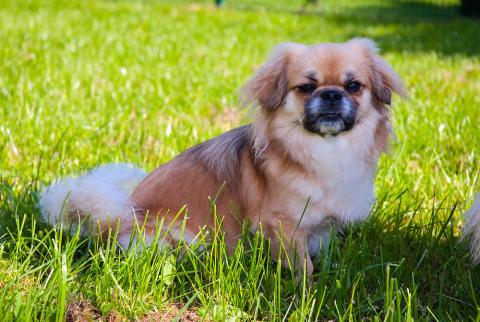 Unsere Tibet Spaniel Hündin Europa de la Prairie Cristalline -genannt Merry- in unserem Garten in Behrensen vom Lachmann Hof