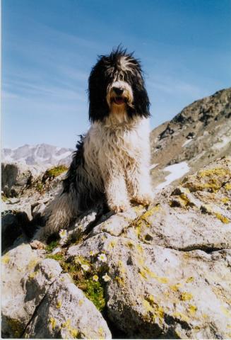 Tibet Terrier Dun-Thong Batida in den Bergen 2001