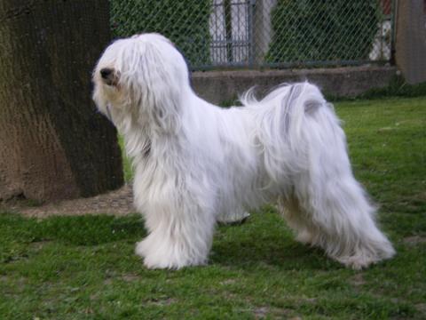 Tibet Terrier Rüde "Gangja-La Classic Art" im Frühling