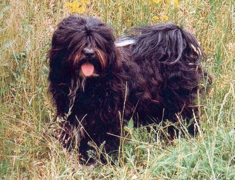 Tibet Terrier Rüde Na ran tsho Gal tshe ba im Sommer