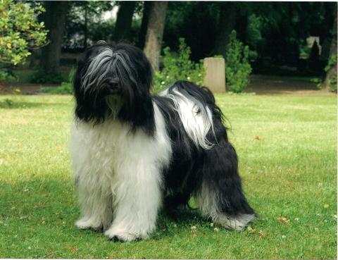 der junge Tibet Terrier Cho-La