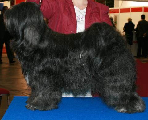 Schwarze Tibet Terrier Hündin wird auf einer Ausstellung präsentiert