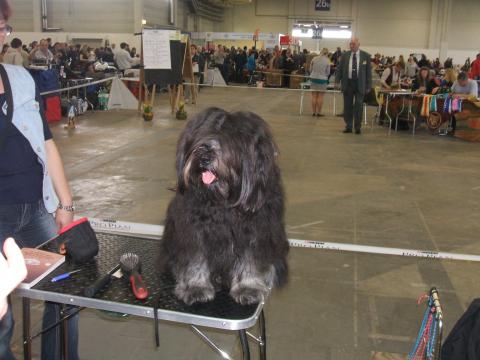 Ausstellung Berlin 2011, Tibet Terrier