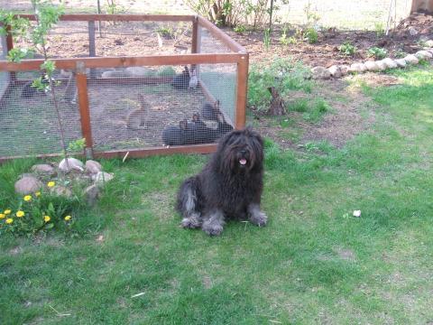 Tibet Terrier Tahnag behütet Haus, Hof und Tiere