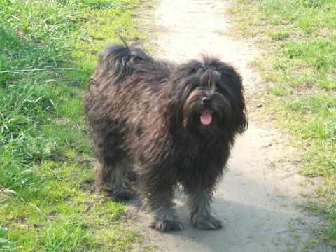 Tibet Terrier H' Tahnag