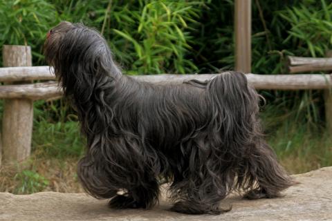 Tibet Terrier Hündin Z-Taku Hebuju-teba-Skar-mo