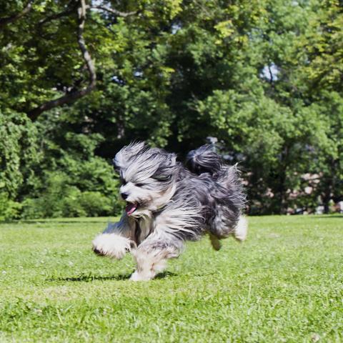 Tibet Terrier Ski-La-Kyi Jari-Justus