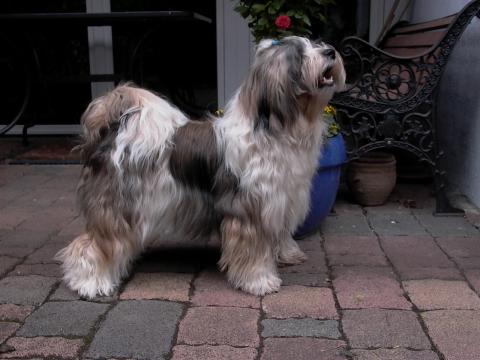 Tibet Terrier Hündin Safira von Lhaschu