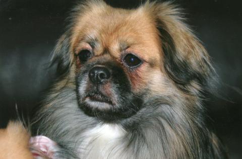 Tibet Spaniel Rüde "Ibbo"