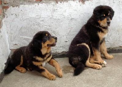 Byang dkar cha Kennel, 2 Do Khyi-Junghunde spielen vor einer Mauer