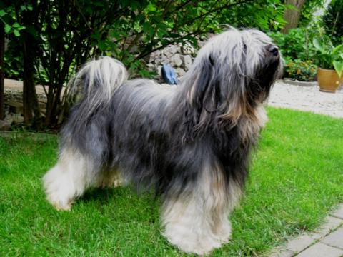 Tibet Terrier Rüde Brisgo,käftiger Rüdenkopf, 