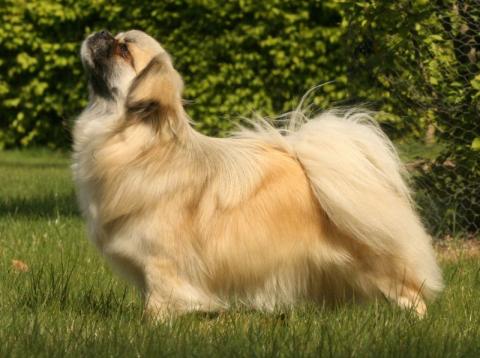 Multi-Ch. Tibet Spaniel Anna-Stina Xenium