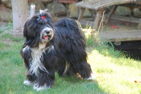 Tibet Terrier Fiory-Eyala de la Chapelle des Anges