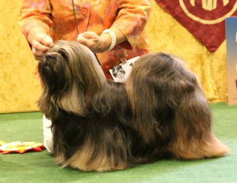 Lhasa Apso Rüde Tienschan's Khe-san Werl 2012,Vet. Klubsieger