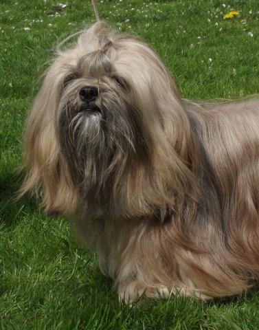 eine süße Schnute...Lhasa Apso Mädchen Mary - La