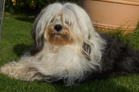 Babuschka  beim Sonnenbad in unserem Garten