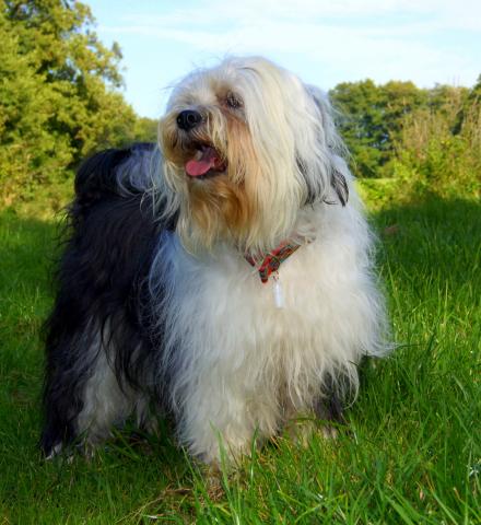 Tibet Terrier Hündin Babsuchka