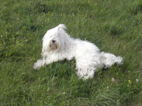 Tibet Terrier Hündin Peggy