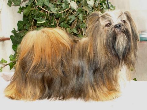 K'a-dag Ut-pala, Lhasa Apso Hündin