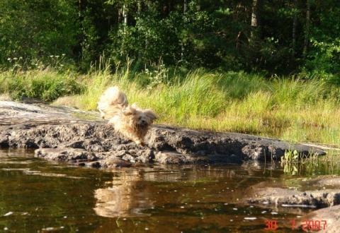 ein Lhasa Apso liebt und geniesst die Natur