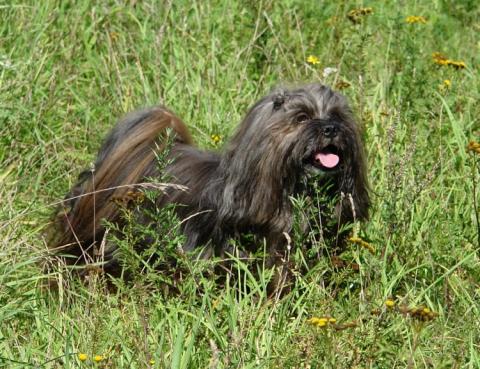 der Lhasa Apso ein Naturbursche