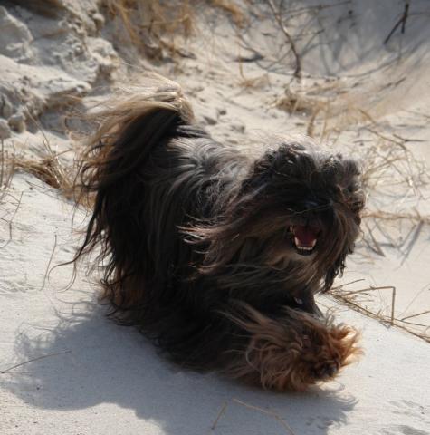 ein fröhlicher Lhasa Apso beim Strandspziergang