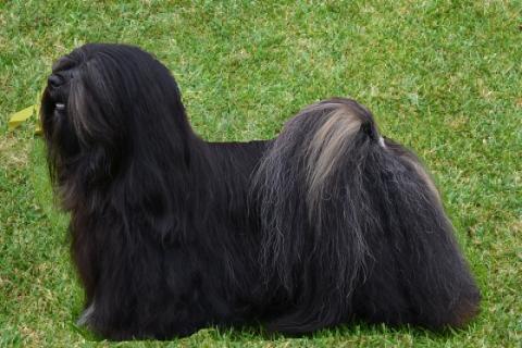 Lhasa Apso Rüde in Ausstellunskondition 2 Jahre alt