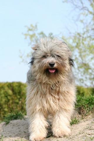 Tibet Terrier Hündin Gan-ji-ra, 10 Monate alt