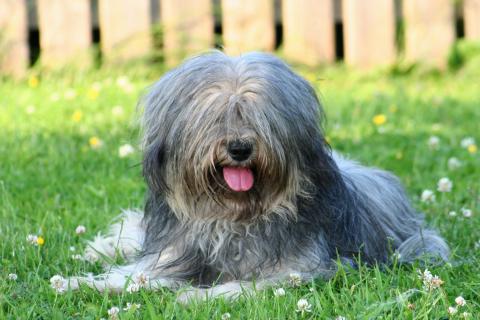 Tibet Terrier Hündin Gan-ji-ra