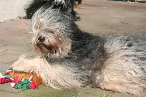 Tibet Terrier Hündin Gan-ji-ra