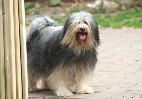 Tibet Terrier Hündin Gan-ji-ra