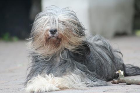 Tibet Terrier Hündin Gan-ji-ra