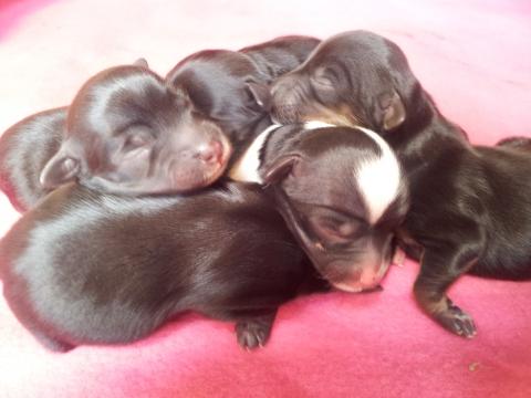 neugeborene Tibet Terrier Welpen