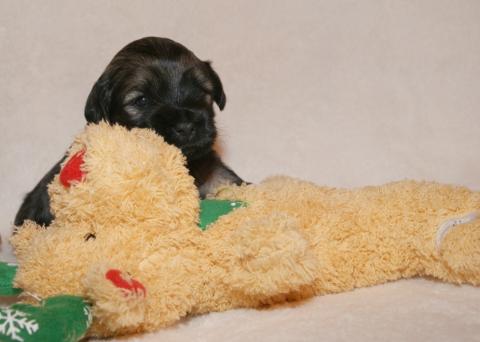 Tso Tschunggi Dekyi Tibet Terrier D-Wurf, Rüde 1, 3 Wochen alt