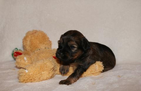 Tso Tschunggi Dekyi Tibet Terrier D-Wurf, Rüde 3, 3 Wochen alt