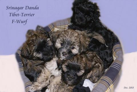 Tibet-Terrier Srinagar Danda F-Wurf - 8 Wochen alt