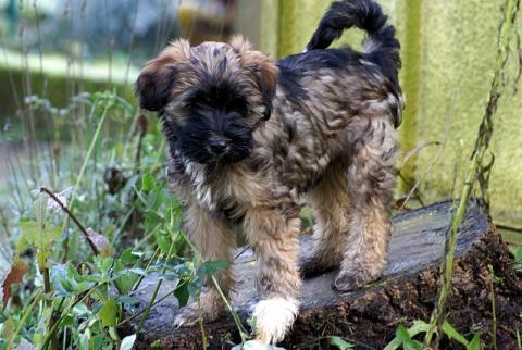 Tibet Terrier Welpe - Femi (Hündin) - 12 Wochen alt