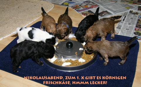  7 Tibet Terrier Welpen beim futternt!