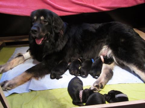 Mama Bala Bhuti Beautyful Aranka aka Balani mit 7 Babies