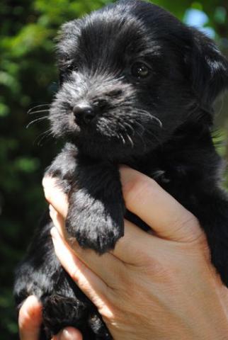 Tibet Terrier Rüde