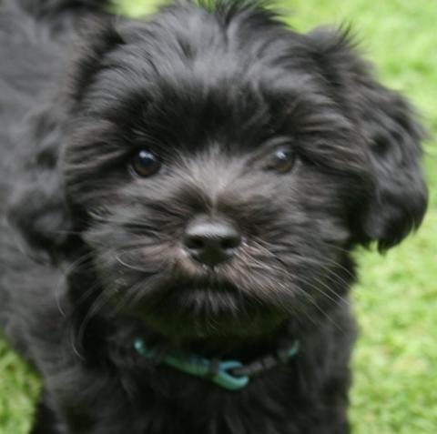 Tibet Terrier Baby Jatayu