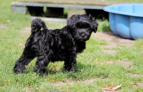 Tibet Terrier Baby 