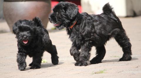 Tibet Terrier Welpen