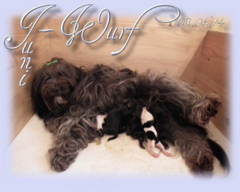 Tibet Terrier Babys Juni