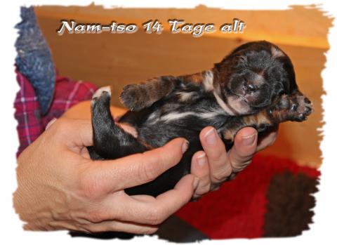 Nam-tso black and tan hat seine Familie gefunden.