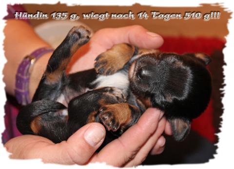 unser Zwergi black and tan, hat seine Familie gefunden.